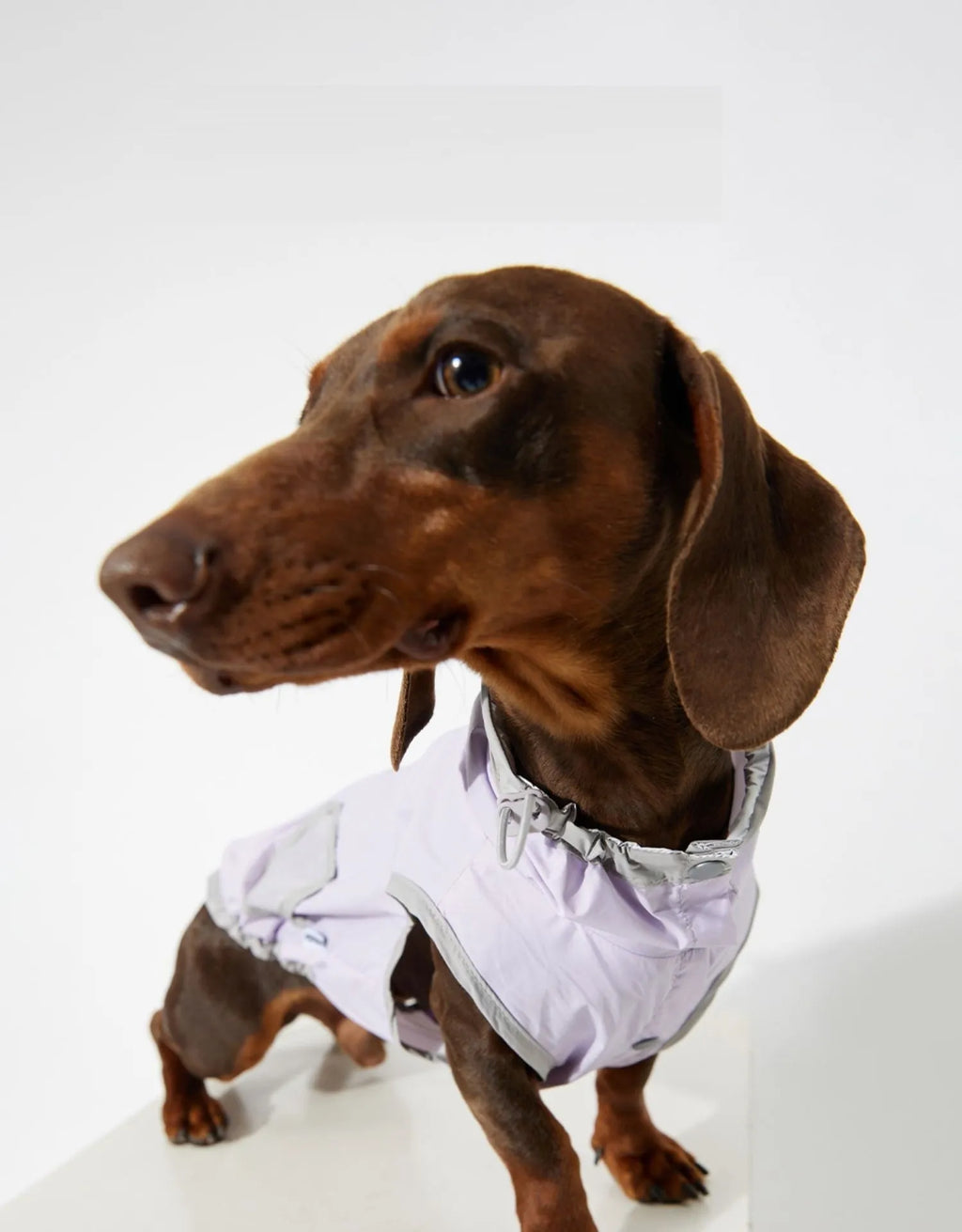 Ultra-thin dog vest raincoat in purple with water and dirt resistant wind shield for outdoor walks