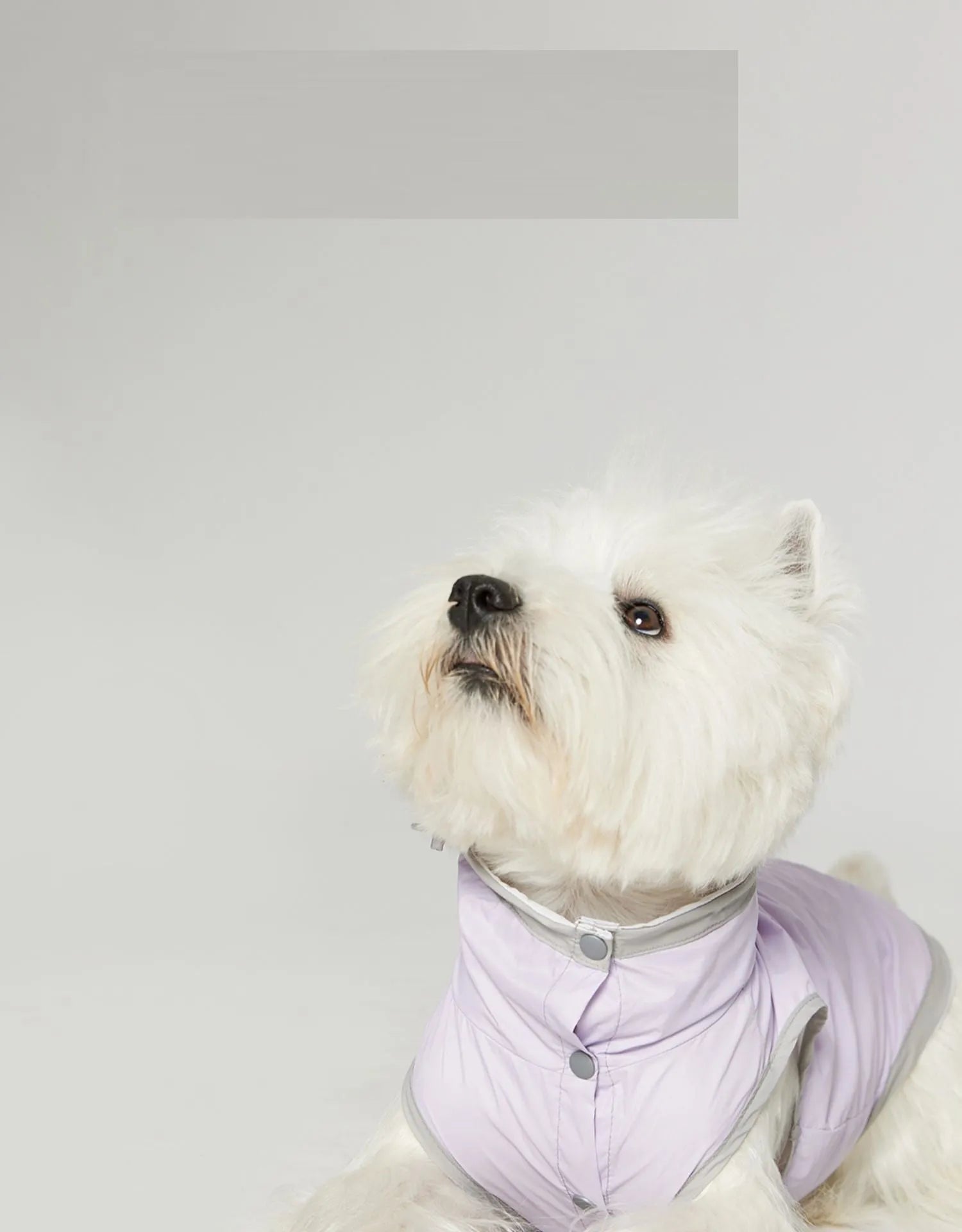 Ultra-thin dog vest raincoat in purple with water and dirt resistant wind shield for outdoor walks