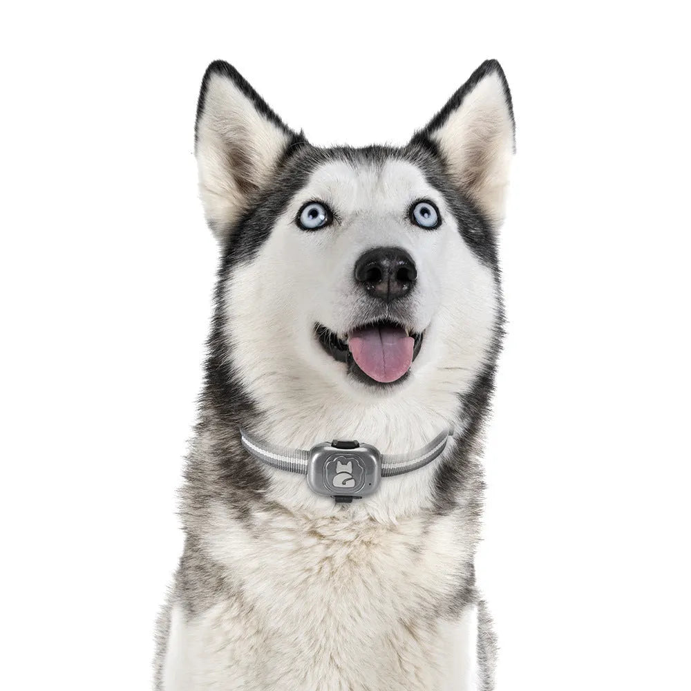 Black pet GPS tracker with hanging rope for dog or cat collar attachment