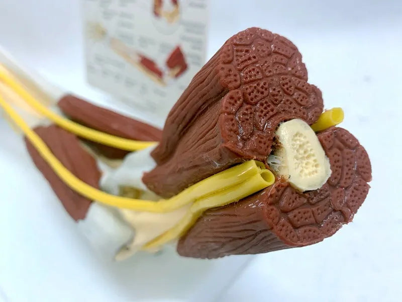 Plastic hand anatomy model with removable aponeurosis showing muscles and nerves