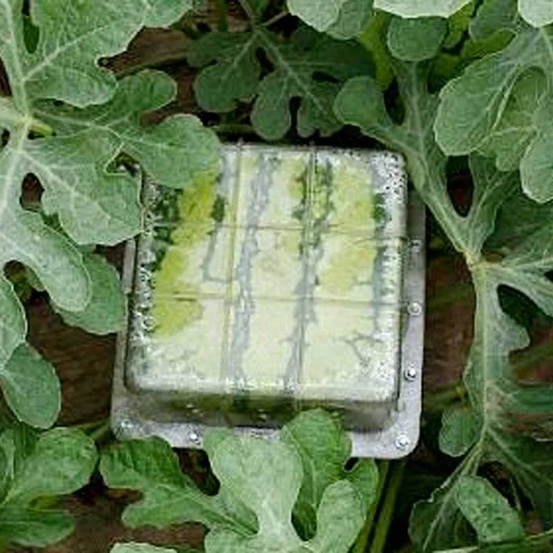 Square plastic watermelon growth mould for fruit shaping measures 13x13x13cm