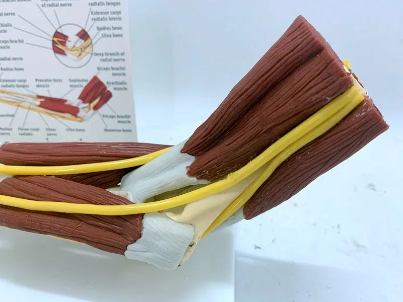 Plastic hand anatomy model with removable aponeurosis showing muscles and nerves