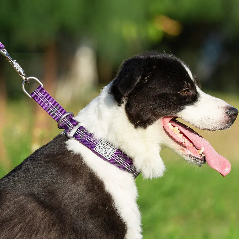 Simple couple style dog collar in army green with little golden ball detail on a light background.