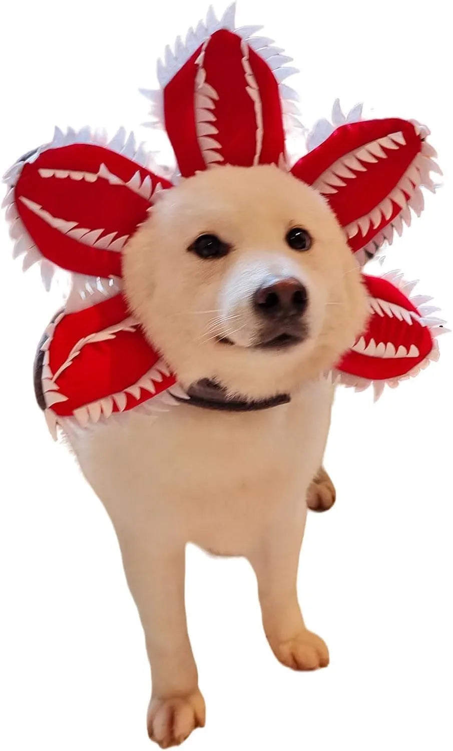 Dog wearing Halloween demon chomper costume with scary headband and fabric flower decoration