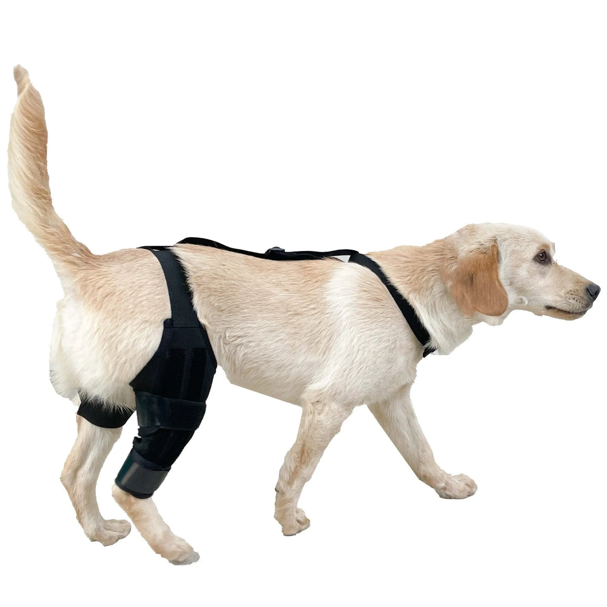 Dog leg protector knee brace with auxiliary belt elastic bandage for joint support