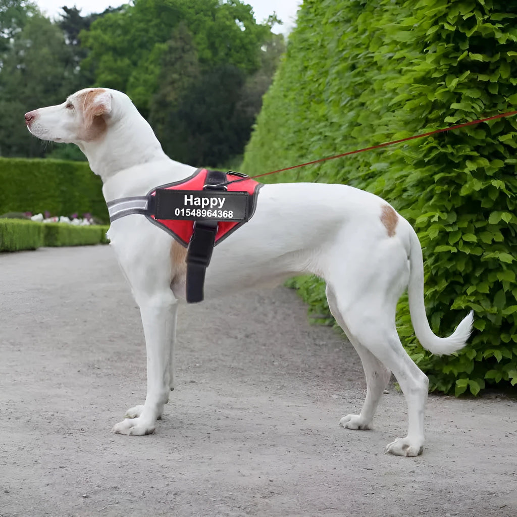 Reflective adjustable dog harness vest with top handle on a dog