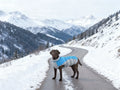 Waterproof windproof polyester pet coat for small medium dogs, sizes XS S M L, red black camel peacock blue