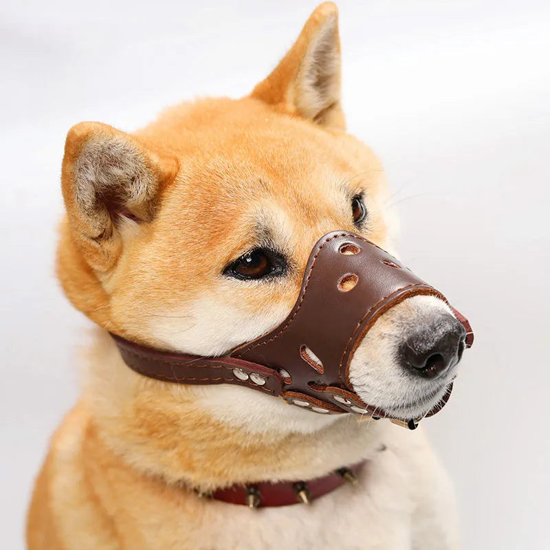 Black dog muzzle silencer mouth cover with adjustable straps on a medium-sized dog