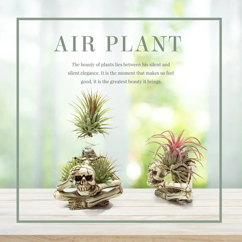Gothic skull design resin potted bracket for tillandsia air plant, showing iron base and overall dimensions.
