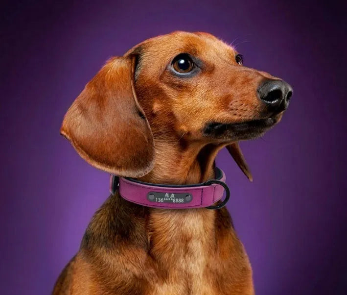 Dog collar made of soft microfiber leather with adjustable buttonhole, double D buckle, and painted alloy buckle in purple colour