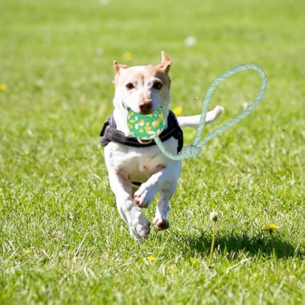 Dog ball on rope toy with natural rubber ball and nylon rope for interactive play