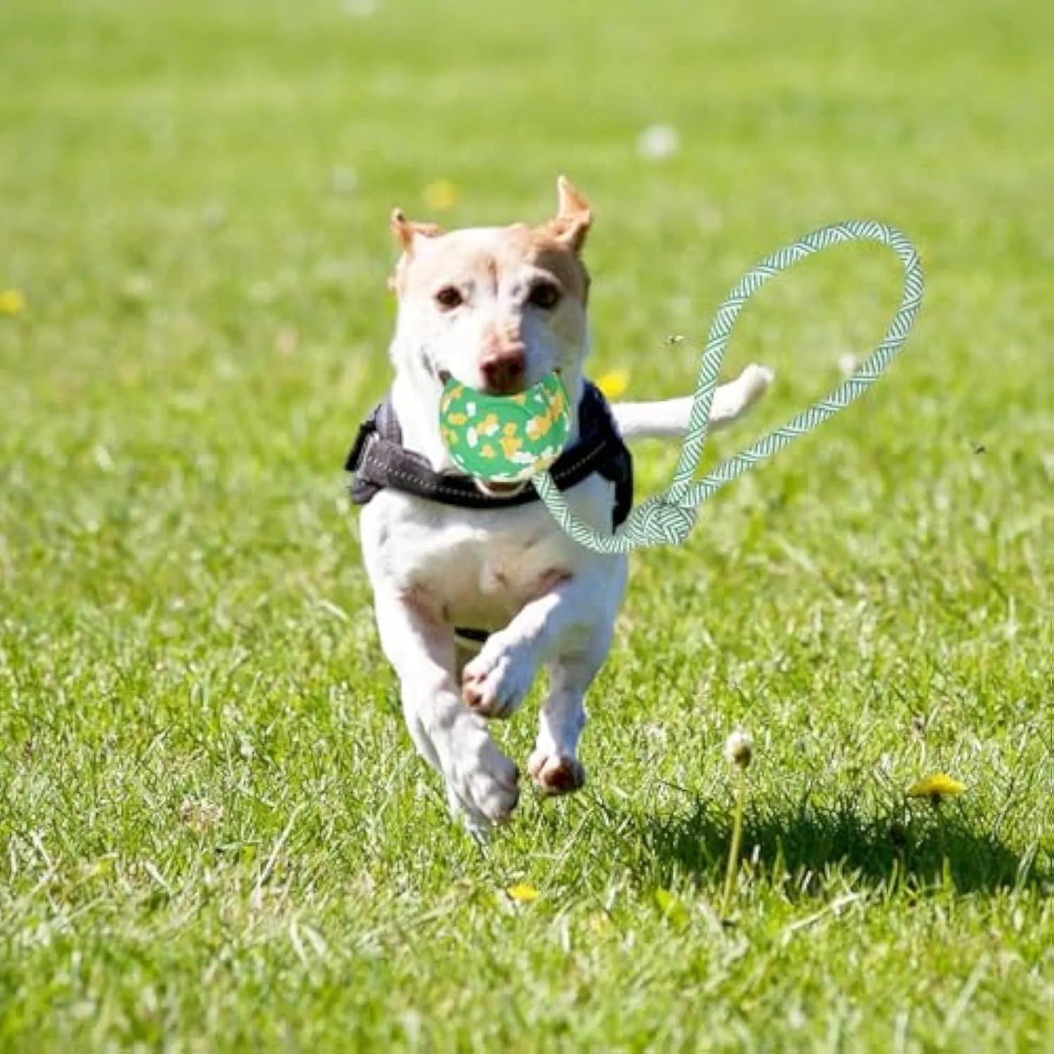 Dog ball on rope toy with natural rubber ball and nylon rope for interactive play