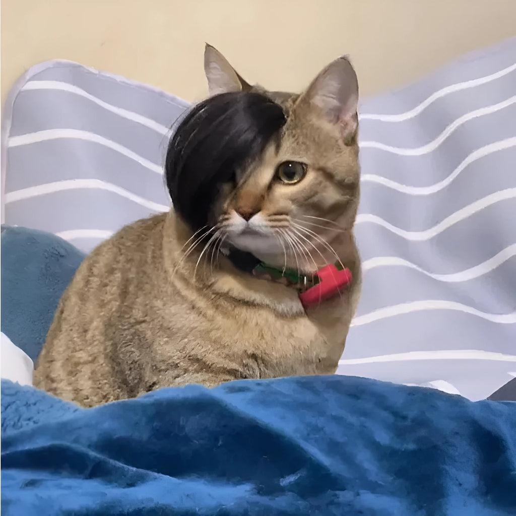 Black polyester cat wig with imitation braid, 20 cm length, for pet dress-up.