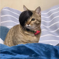 Black polyester cat wig with imitation braid, 20 cm length, for pet dress-up.