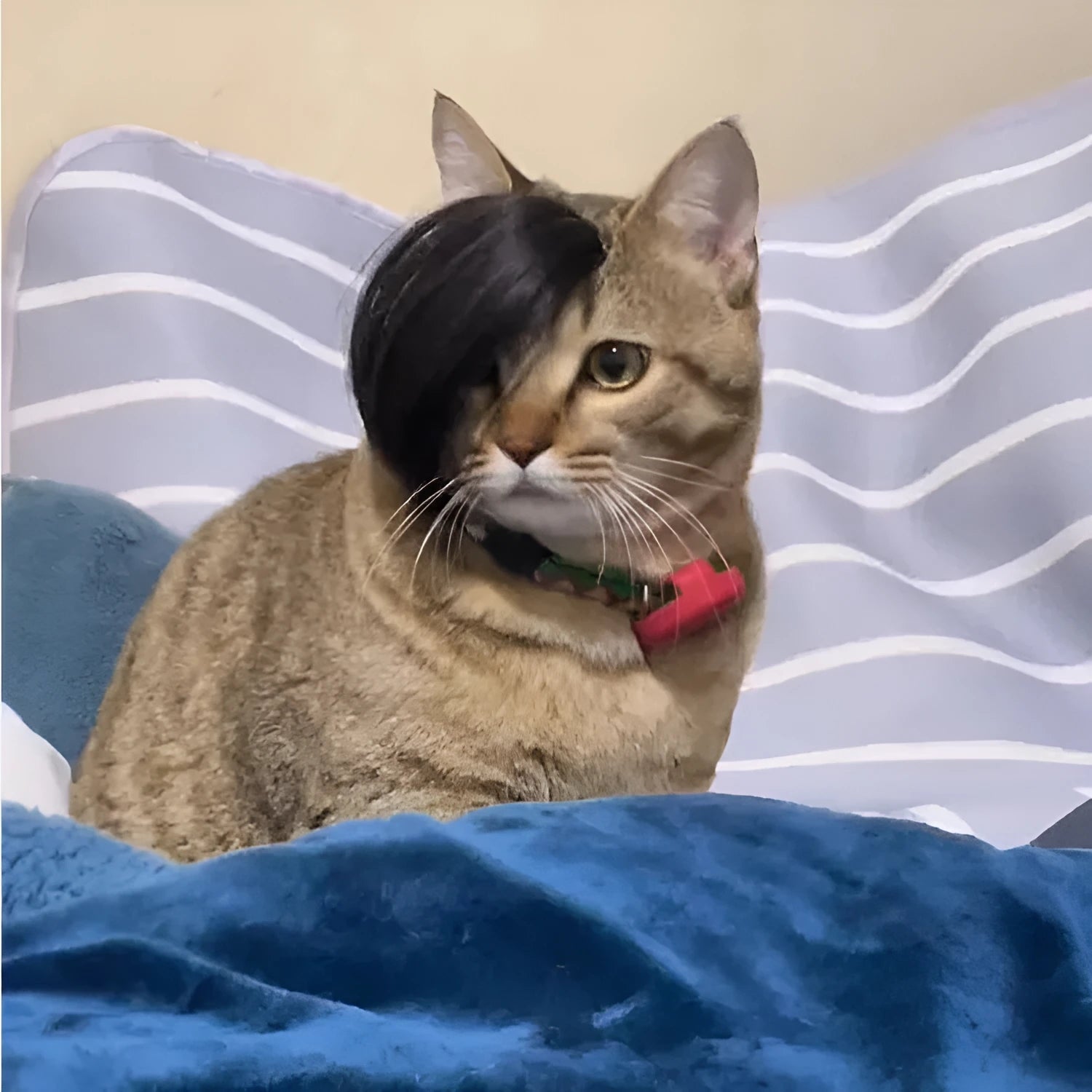 Black polyester cat wig with imitation braid, 20 cm length, for pet dress-up.