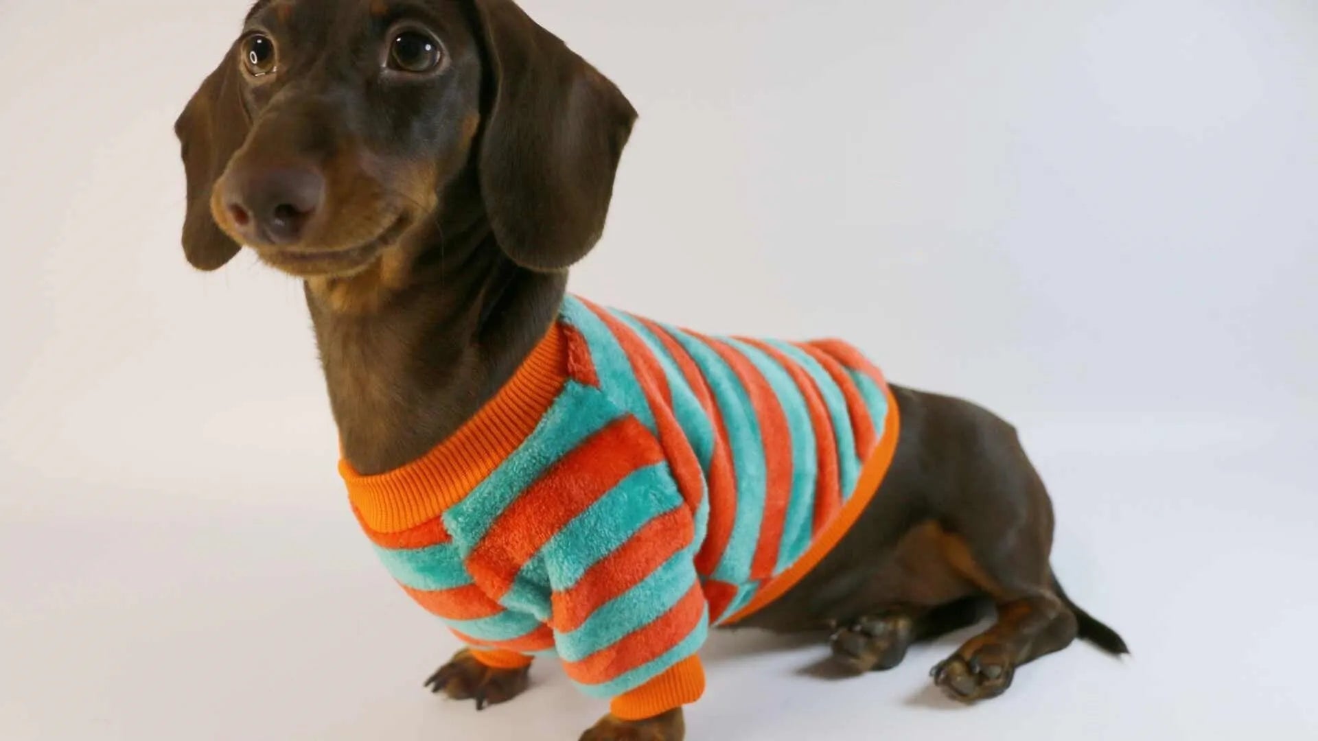 Orange red and white striped round neck casual sweatshirt for a dog or cat on a mannequin.