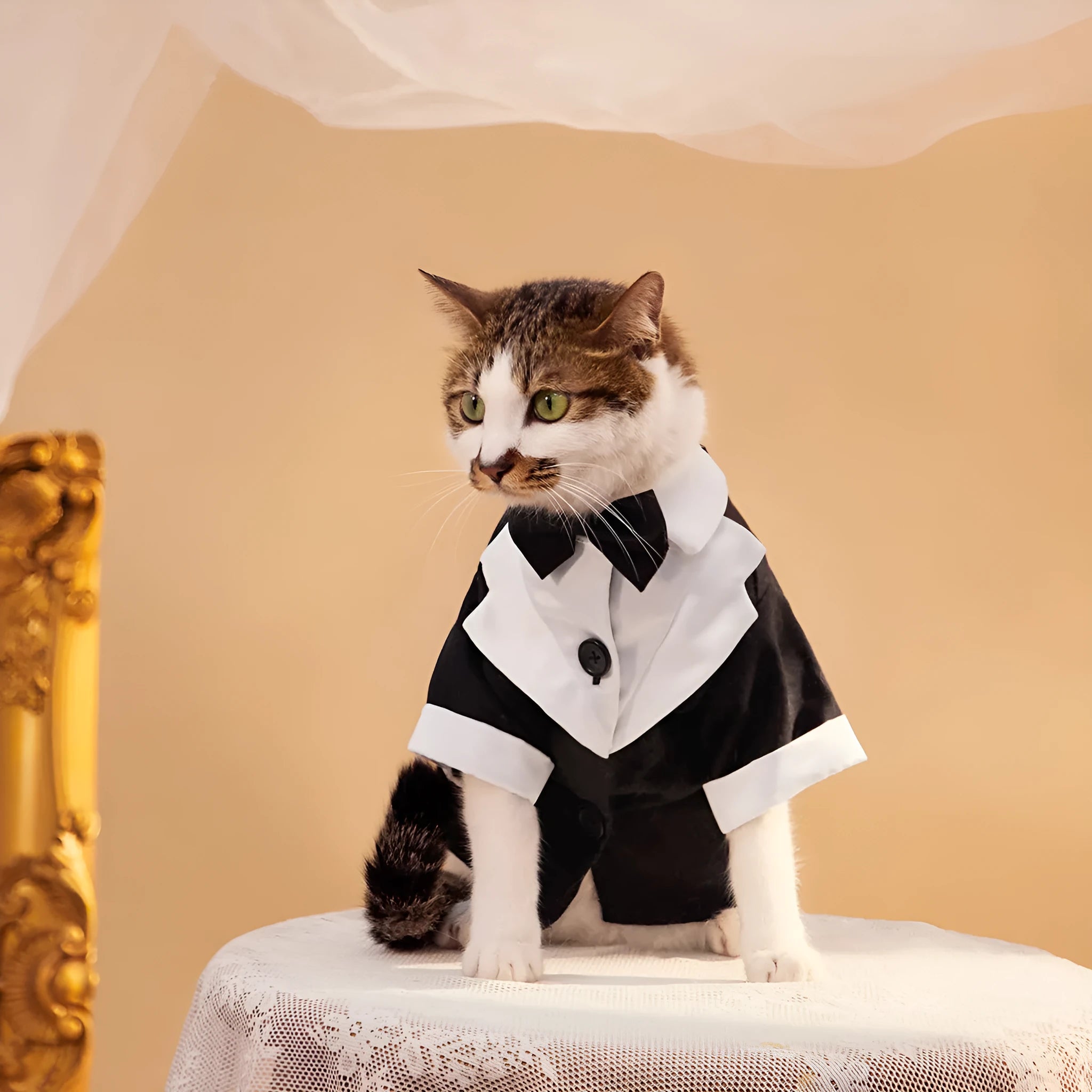 Chinese style four-legged gentleman wedding suit for dogs in polyester fabric