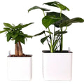 White plastic cube lazy basin flowerpot with automatic water feeding for Scindapsus aureus bonsai, size 14cm