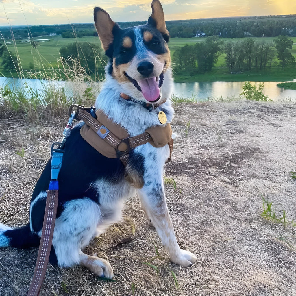 Adjustable dog training chest strap with reflective 1.8 metre hand holding rope in multiple sizes