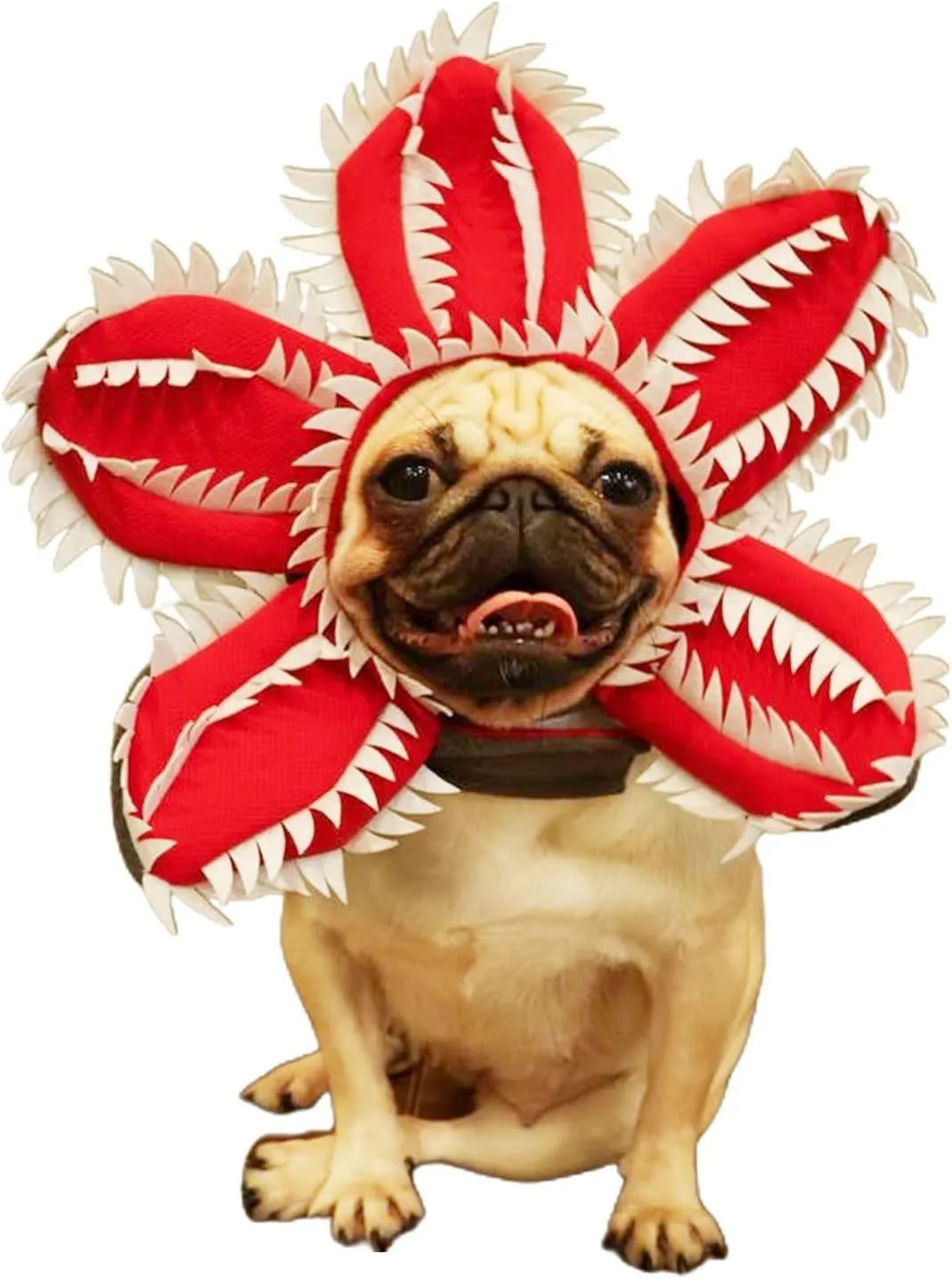 Dog wearing Halloween demon chomper costume with scary headband and fabric flower decoration