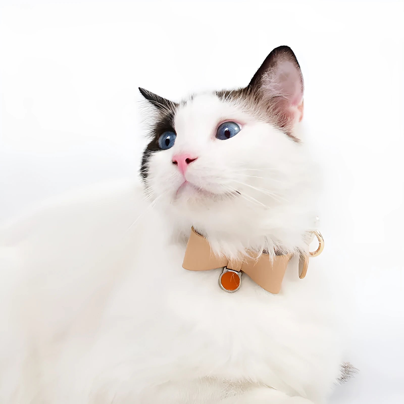 Adjustable leather cat collar in six colour options with buckle fastening