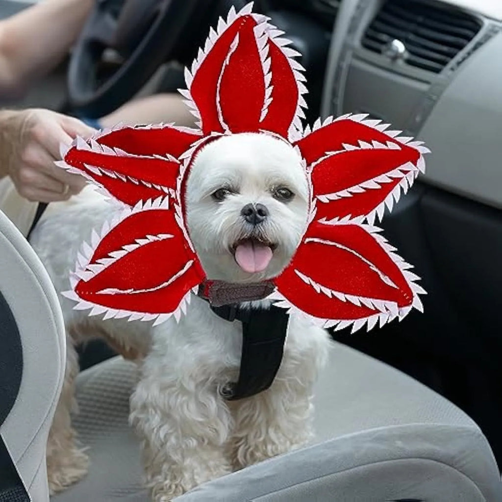 Dog wearing Halloween demon chomper costume with scary headband and fabric flower decoration