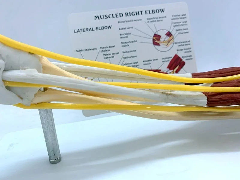 Plastic hand anatomy model with removable aponeurosis showing muscles and nerves