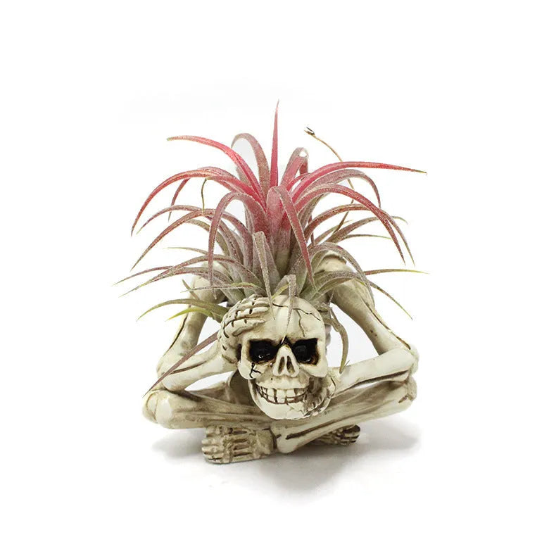 Gothic skull design resin potted bracket for tillandsia air plant, showing iron base and overall dimensions.