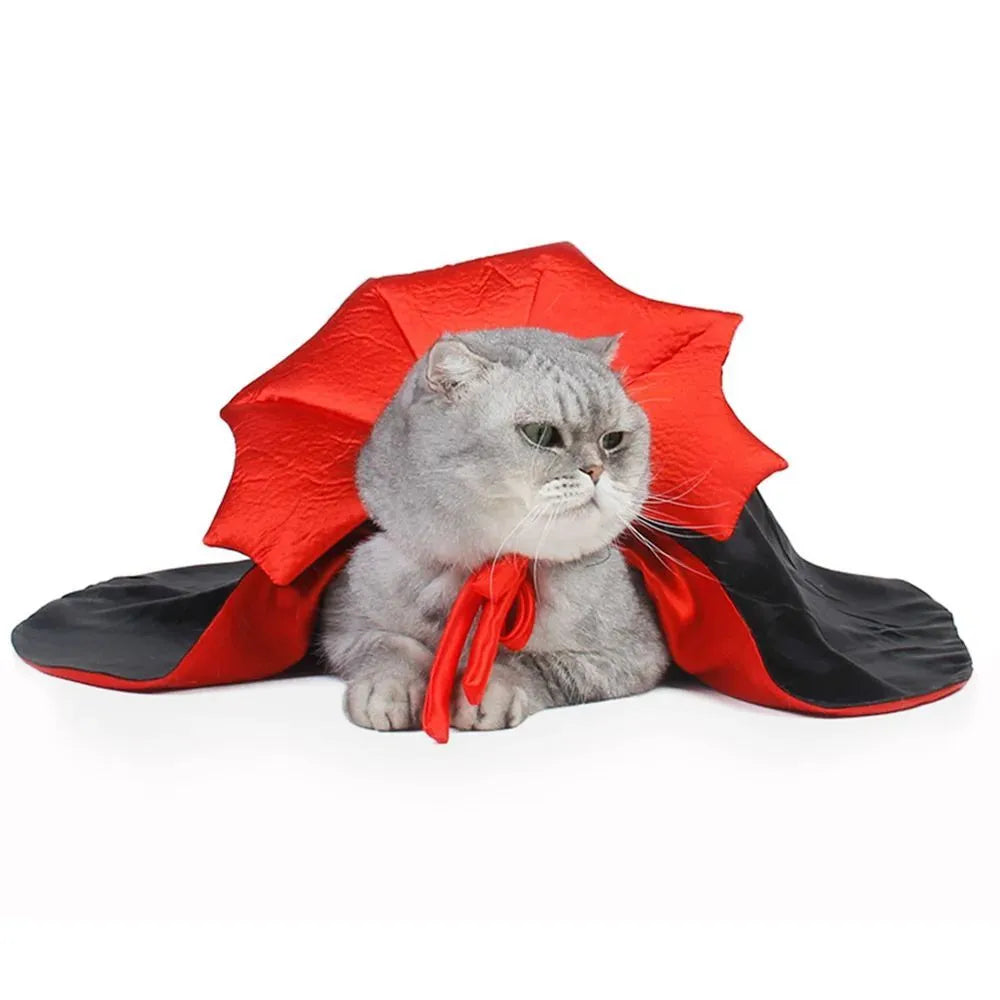 Black vampire cloak pet costume on a small dog, showing Velcro neck fastening.