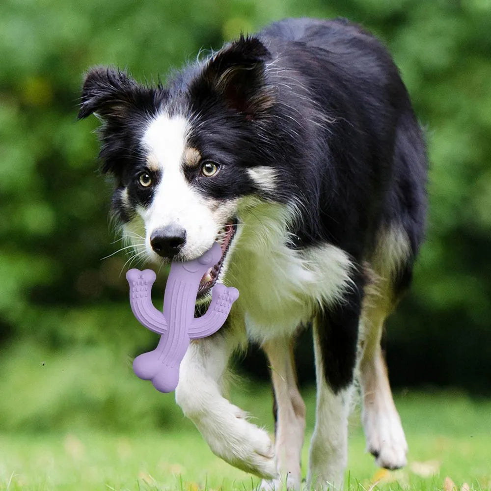 Cactus-shaped dog chew toy in beige, blue, or purple colour, shown in small and large sizes.