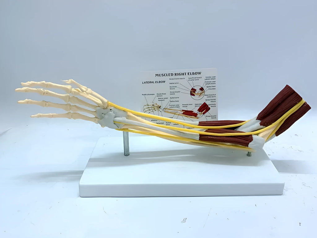 Plastic hand anatomy model with removable aponeurosis showing muscles and nerves