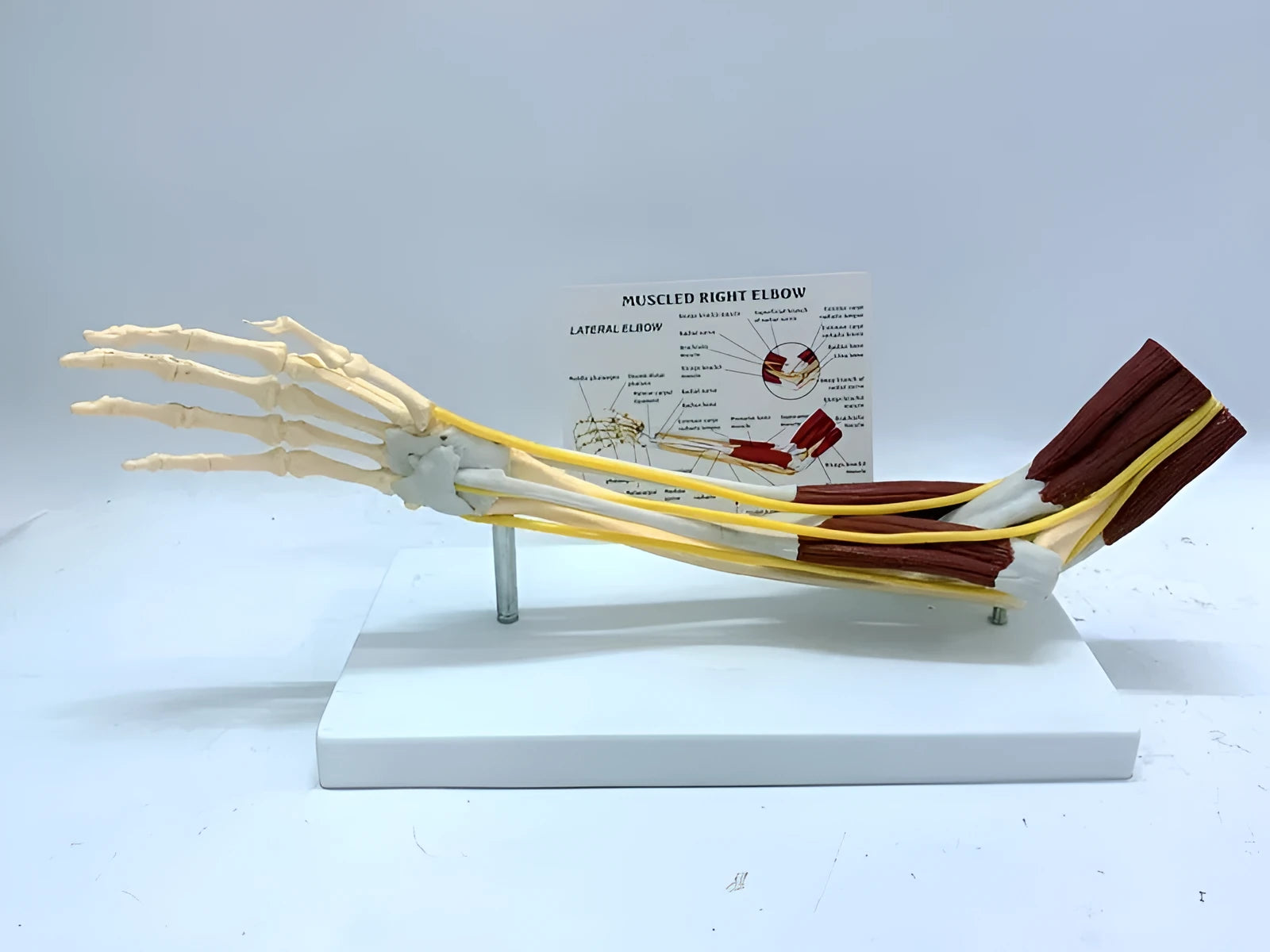 Plastic hand anatomy model with removable aponeurosis showing muscles and nerves