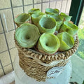 Mountain Rose succulent seeds for potted flowers easy to feed home gardening pack sizes 500 to 2000 seeds