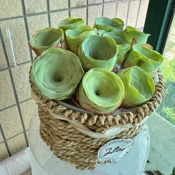 Mountain Rose succulent seeds for potted flowers easy to feed home gardening pack sizes 500 to 2000 seeds