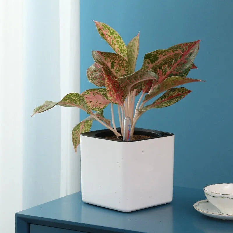 White plastic cube lazy basin flowerpot with automatic water feeding for Scindapsus aureus bonsai, size 14cm