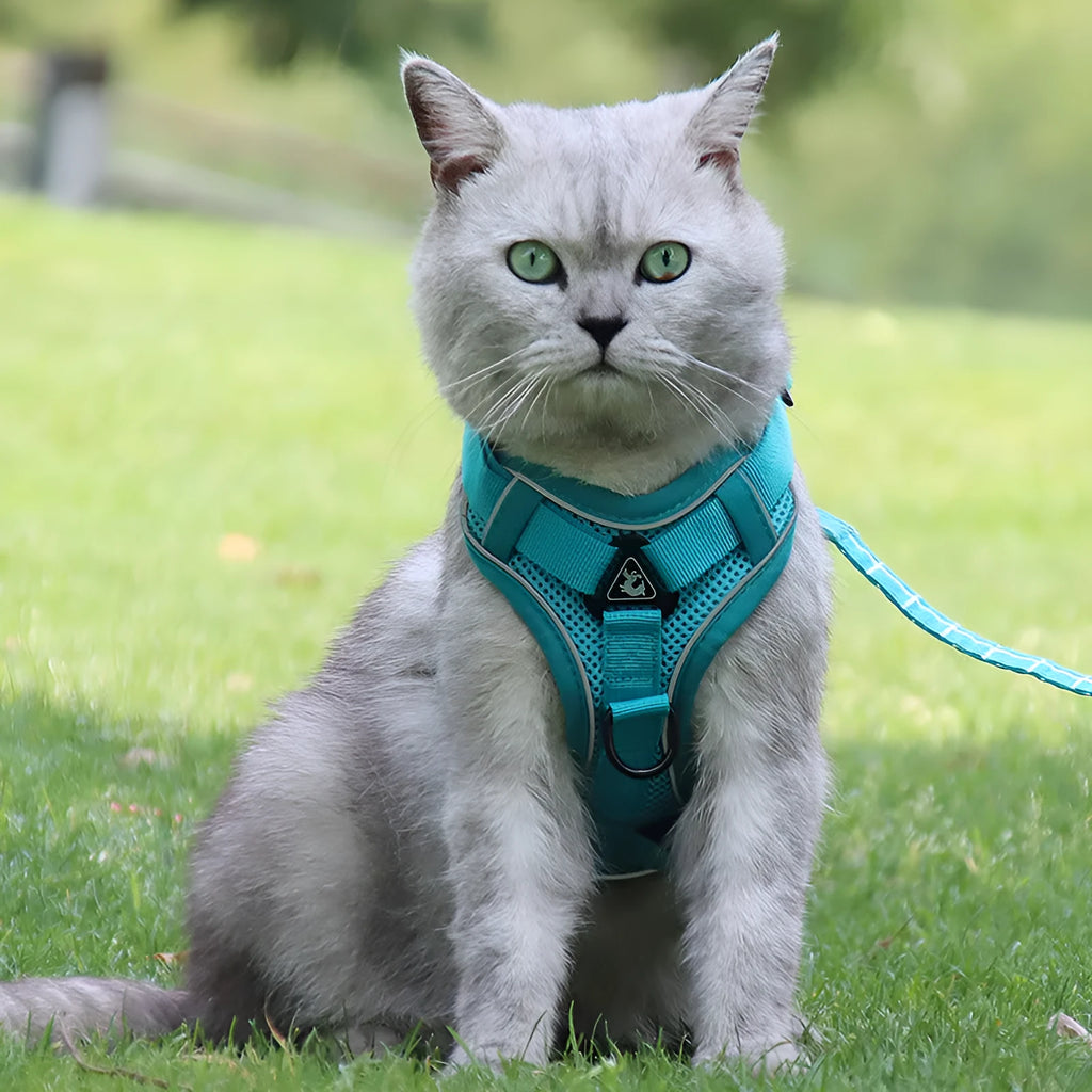 Anti-breakaway cat harness and 1.5m flat rope lead set in green on a grey background