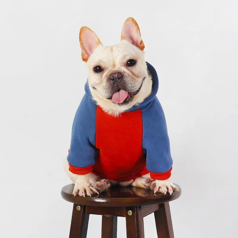 Red cotton dog jumper shown on a small to medium-sized dog, suitable for breeds like Teddy or Bichon.