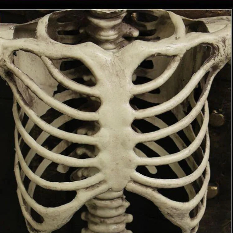 170cm tall plastic skeleton prop with detailed skull and bone structure