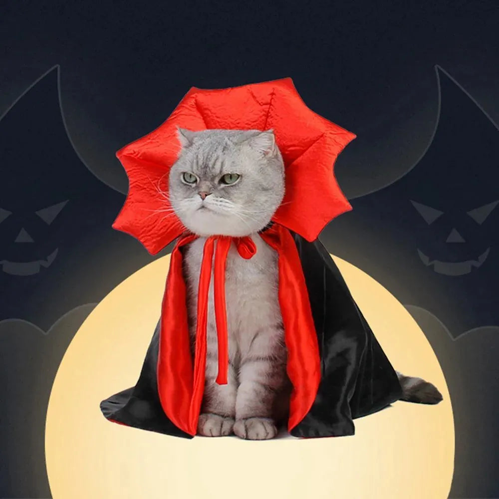 Black vampire cloak pet costume on a small dog, showing Velcro neck fastening.