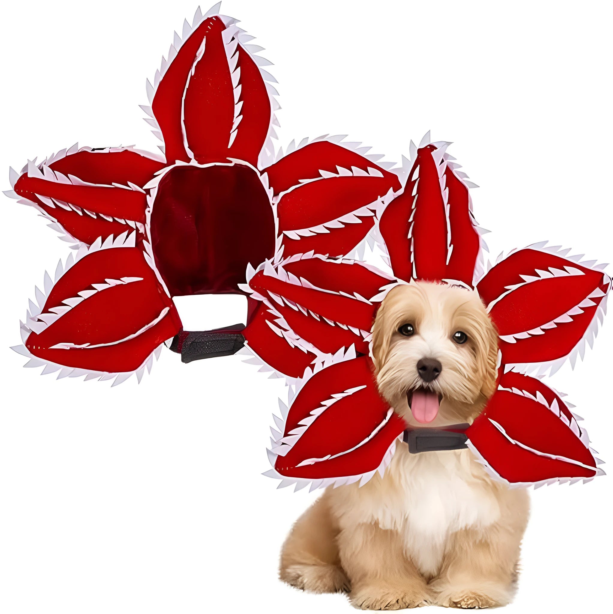 Dog wearing Halloween demon chomper costume with scary headband and fabric flower decoration