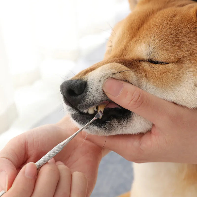 White stainless steel pet beauty pen for removing calculus and tartar from pet teeth
