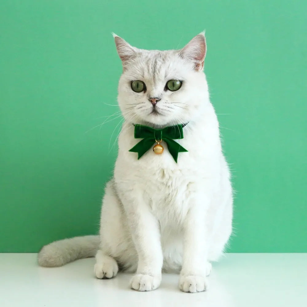 Pet velvet bow tie collar with anti-suffocation buckle in red velvet bow on small cat, S size