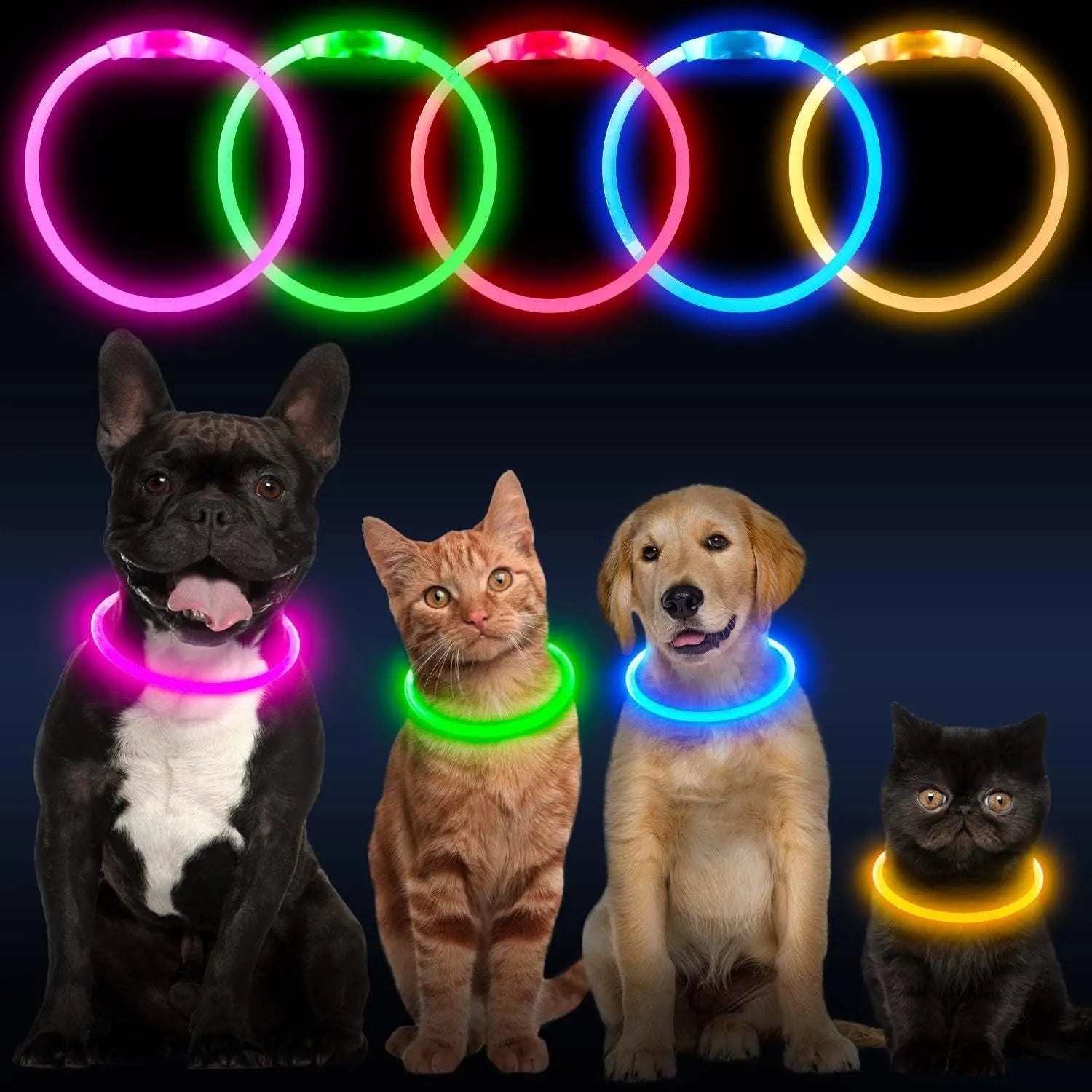 Blue USB rechargeable LED dog collar glowing around dog's neck with adjustable 70cm length