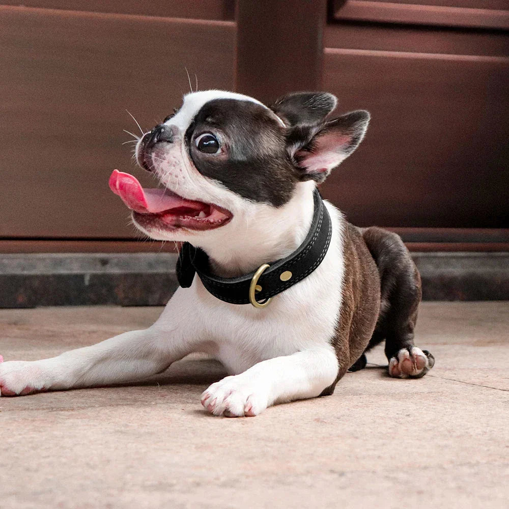 Adjustable leather dog collar in brown, designed for medium to large breeds, featuring a padded interior for comfort and a sturdy construction for active dogs.