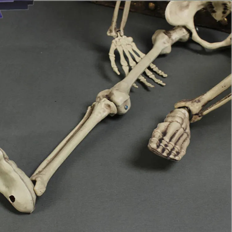 170cm tall plastic skeleton prop with detailed skull and bone structure