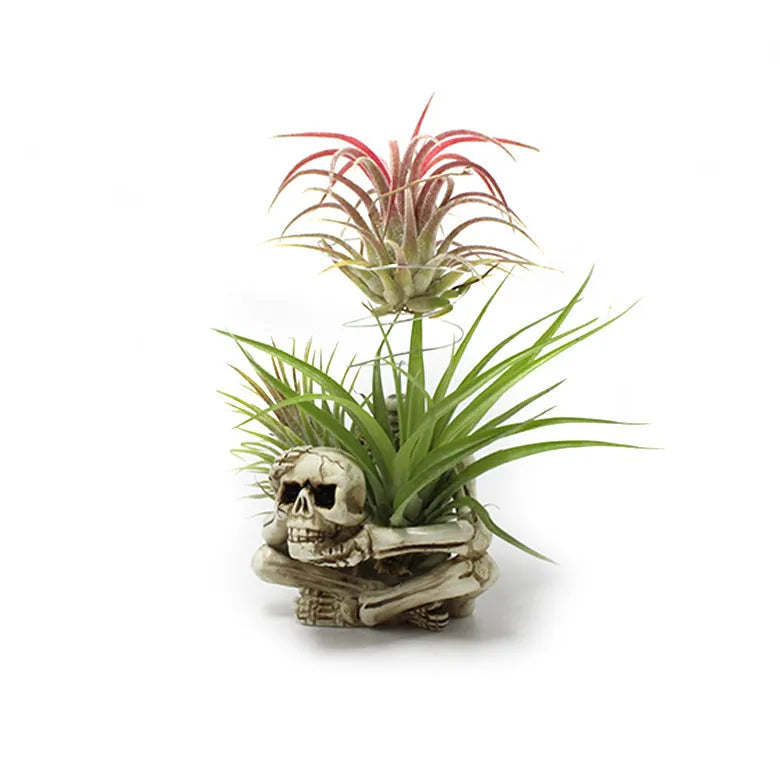 Gothic skull design resin potted bracket for tillandsia air plant, showing iron base and overall dimensions.