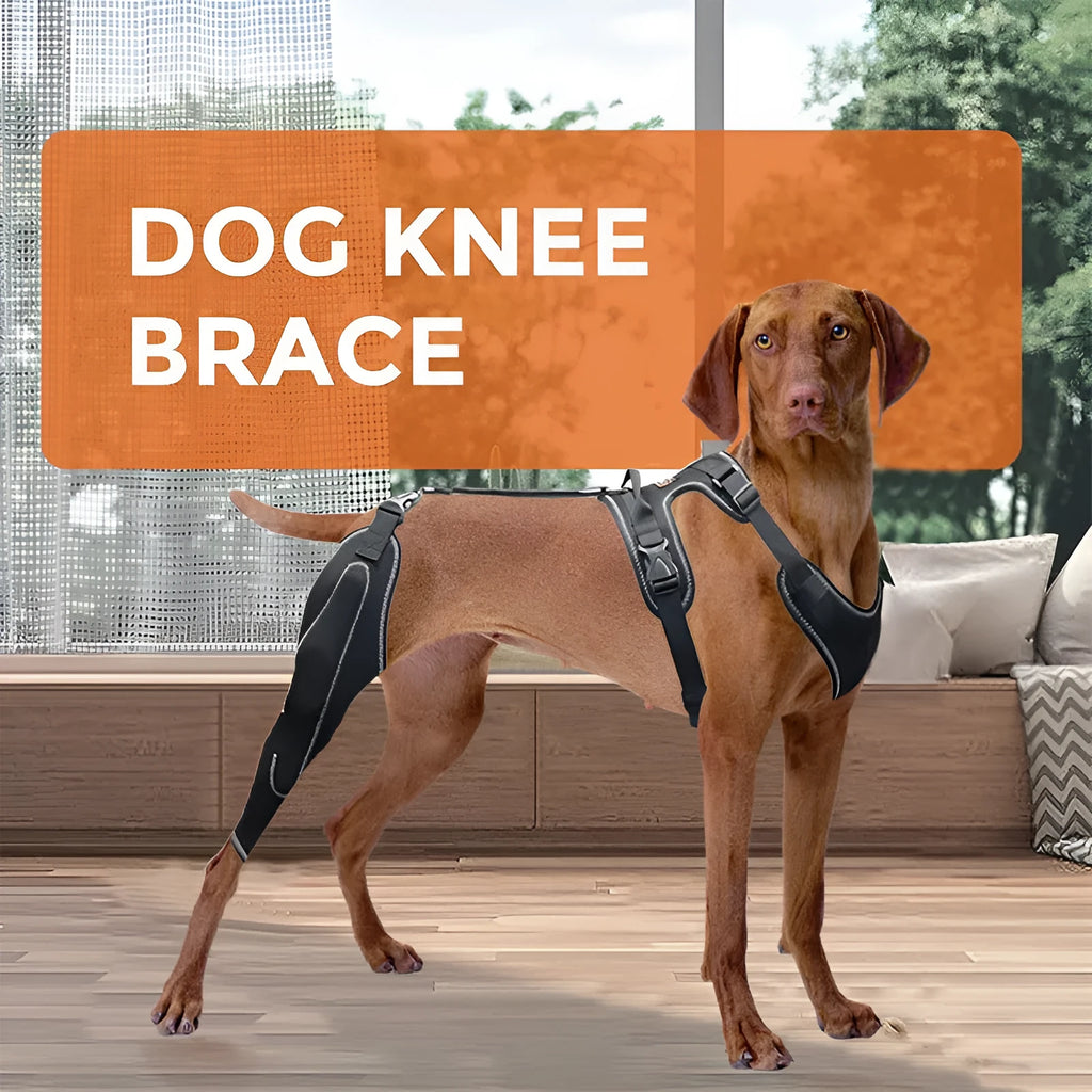 Black dog thigh protective sleeve with adjustable metal support for postoperative care