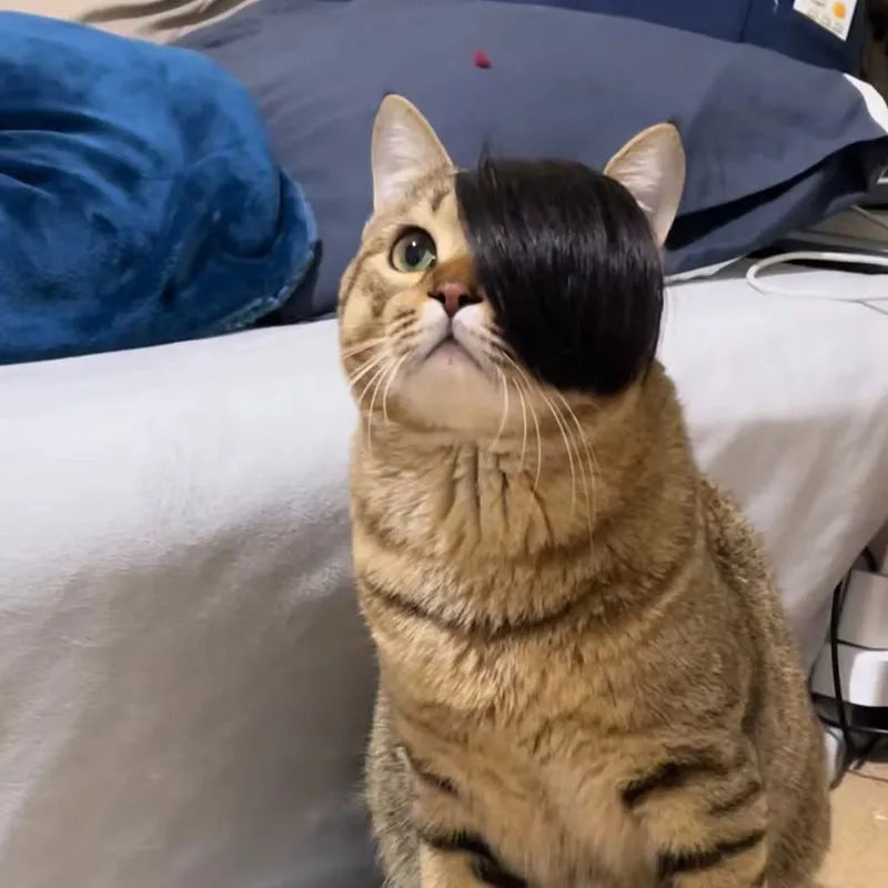 Black polyester cat wig with imitation braid, 20 cm length, for pet dress-up.