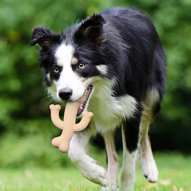 Cactus-shaped dog chew toy in beige, blue, or purple colour, shown in small and large sizes.