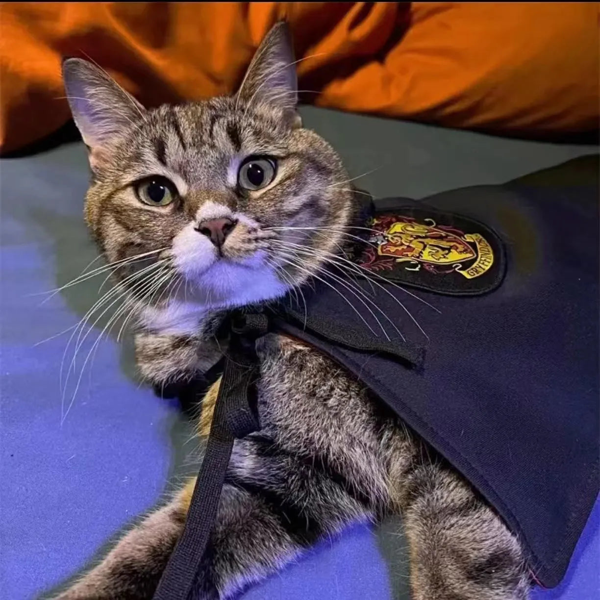 Pet wizard costume set with red cloak, pointed hat, glasses, and tie on a cat